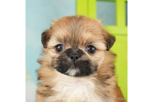 成約済の千葉県のミックス犬-264757の1枚目