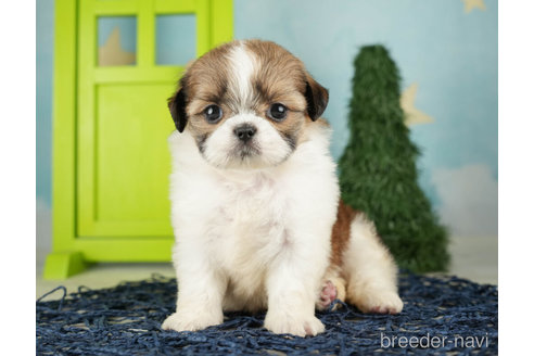 成約済の千葉県のミックス犬-264759の5枚目