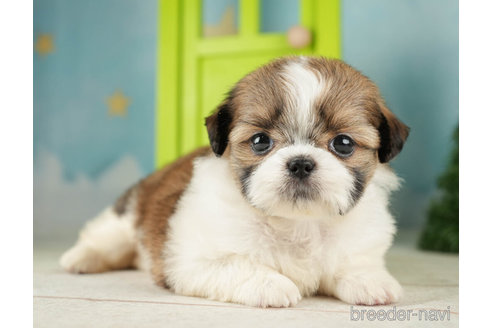 成約済の千葉県のミックス犬-264759の3枚目