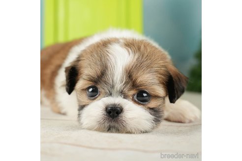 成約済の千葉県のミックス犬-264759の1枚目