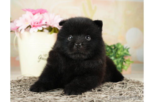 成約済の千葉県のミックス犬-264762の6枚目