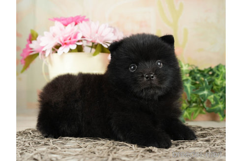 千葉県のミックス犬|男の子・2023/07/27生まれ・ブラック(黒 千葉県のミックス犬|男の子・2023/07/27生まれ・ブラック(黒
