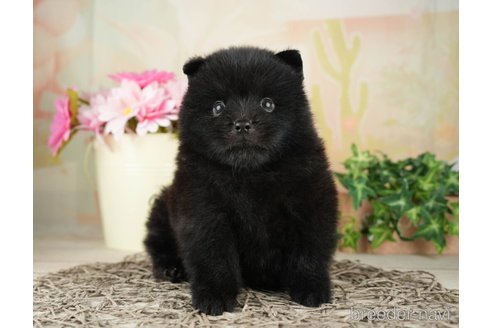 成約済の千葉県のミックス犬-264762の4枚目