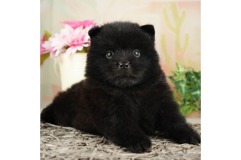 成約済の千葉県のミックス犬-264762の3枚目