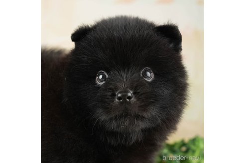 千葉県のミックス犬|男の子・2023/07/27生まれ・ブラック(黒 千葉県のミックス犬|男の子・2023/07/27生まれ・ブラック(黒