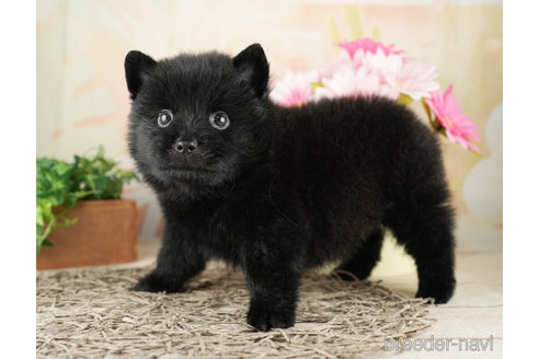 成約済の千葉県のミックス犬-264765の5枚目