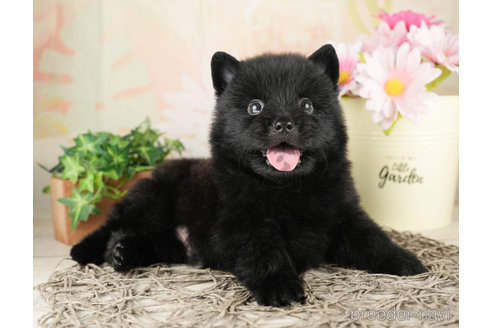 成約済の千葉県のミックス犬-264765の4枚目