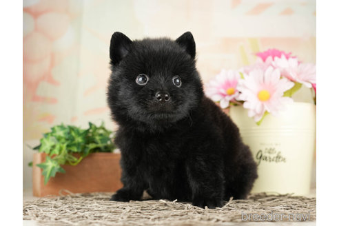 成約済の千葉県のミックス犬-264765の3枚目