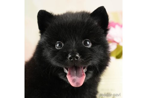 成約済の千葉県のミックス犬-264765の2枚目