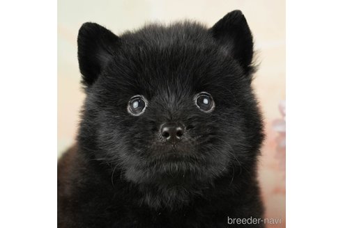 成約済の千葉県のミックス犬-264765の1枚目