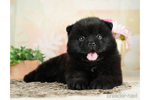 成約済の千葉県のミックス犬-264769の5枚目