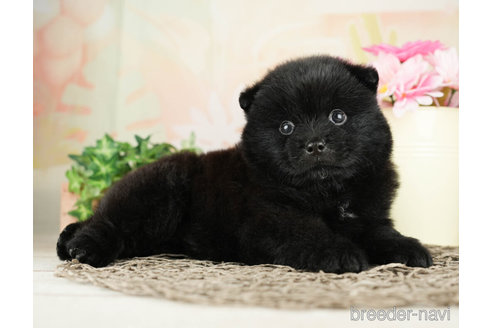 成約済の千葉県のミックス犬-264769の4枚目