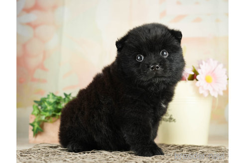 成約済の千葉県のミックス犬-264769の3枚目