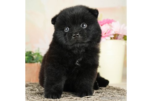 成約済の千葉県のミックス犬-264769の2枚目