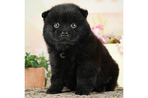 成約済の千葉県のミックス犬-264769の1枚目