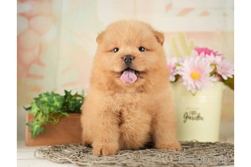 成約済の千葉県のミックス犬-264770の4枚目