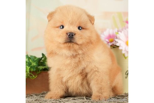 成約済の千葉県のミックス犬-264770の2枚目