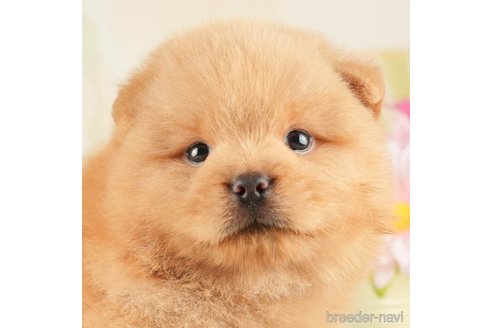 成約済の千葉県のミックス犬-264770の1枚目