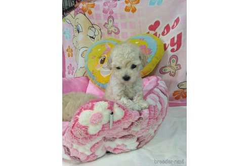 ダンディくん1枚目