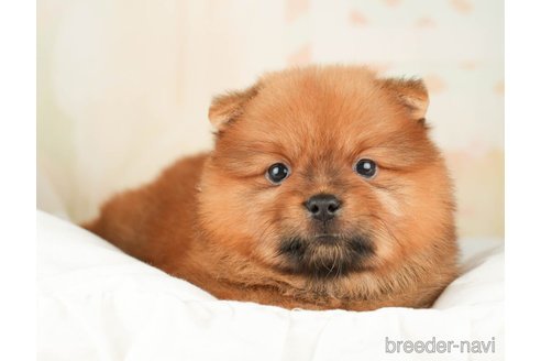 成約済の千葉県のミックス犬-264772の5枚目