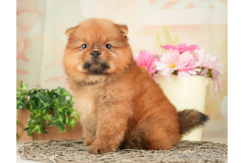 成約済の千葉県のミックス犬-264772の4枚目