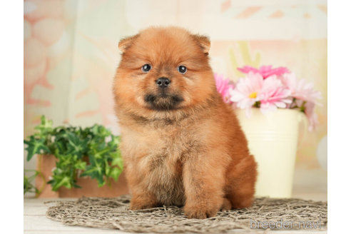 成約済の千葉県のミックス犬-264772の3枚目