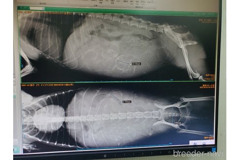 成約済の大阪府のタイニープードル-264796の8枚目