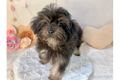 成約済の東京都のミックス犬-254181の28枚目