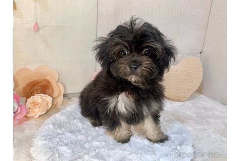 成約済の東京都のミックス犬-254181の26枚目