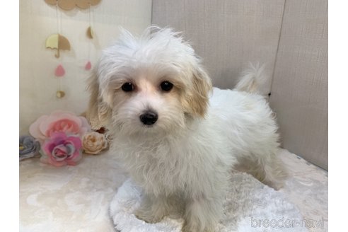成約済の東京都のミックス犬-246878の20枚目
