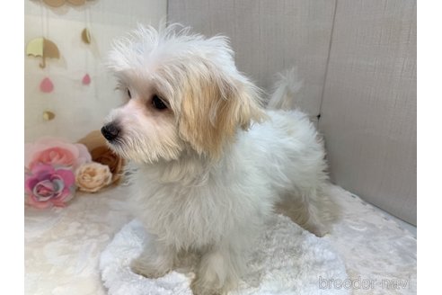 成約済の東京都のミックス犬-246878の19枚目