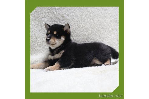 成約済の岡山県の柴犬-258341の13枚目