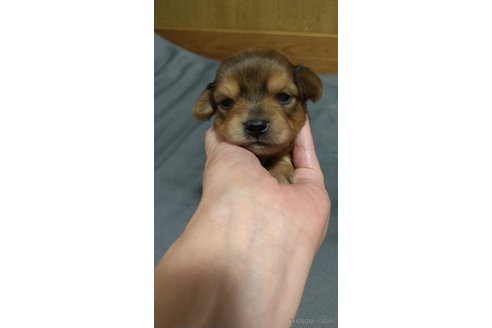 成約済の福岡県のチワックス:チワワ×ミニチュアダックスフンド-264831の6枚目