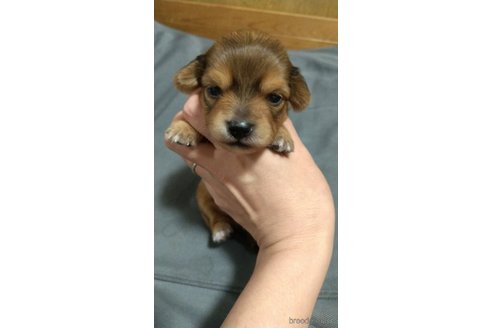 成約済の福岡県のチワックス:チワワ×ミニチュアダックスフンド-264831の5枚目