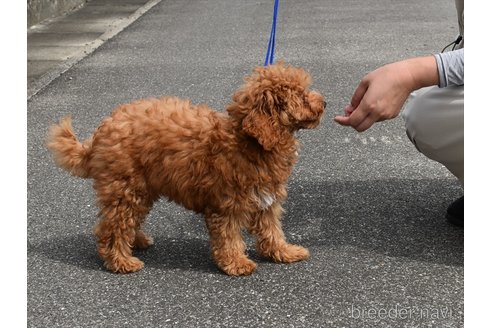 成約済の愛知県のトイプードル-246641の3枚目