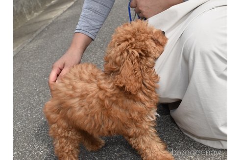 成約済の愛知県のトイプードル-246641の2枚目