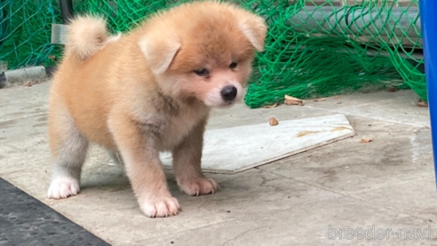 販売中の岐阜県の秋田犬-264856