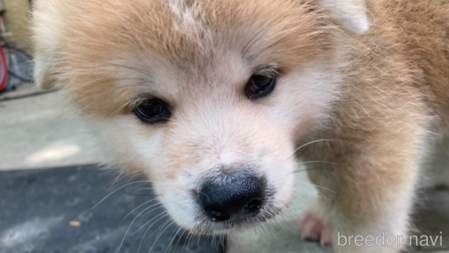 販売中の岐阜県の秋田犬-264858