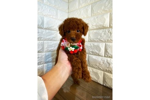 成約済の茨城県のトイプードル-264859