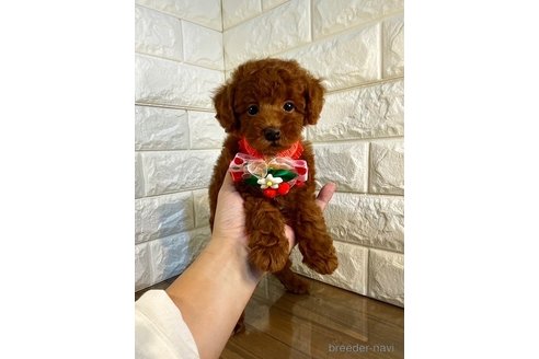 成約済の茨城県のトイプードル-264859の2枚目