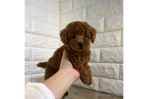 成約済の茨城県のトイプードル-264859の4枚目