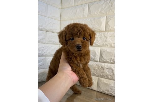 成約済の茨城県のトイプードル-264859の3枚目