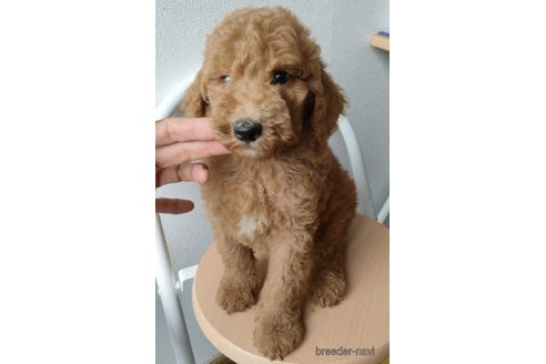 成約済の岐阜県のスタンダードプードル-264867の1枚目