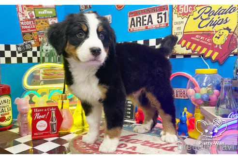 成約済の愛知県のバーニーズマウンテンドッグ-265034の2枚目