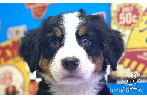 成約済の愛知県のバーニーズマウンテンドッグ-265034