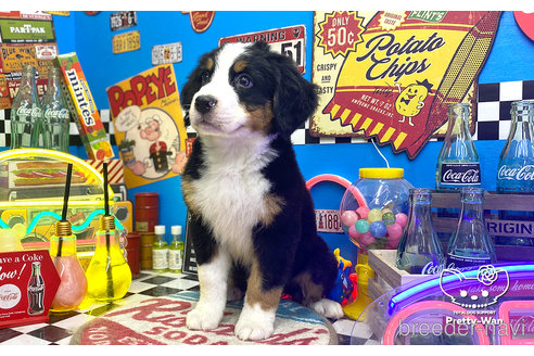 成約済の愛知県のバーニーズマウンテンドッグ-265034の3枚目