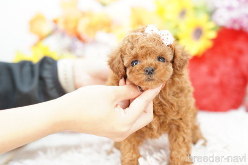 成約済の埼玉県のトイプードル-264941の3枚目