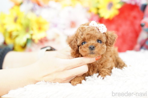 成約済の埼玉県のトイプードル-264941の2枚目