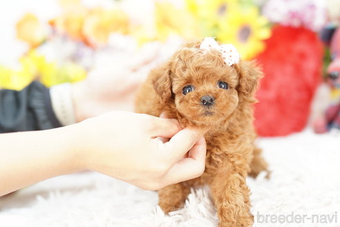 成約済の埼玉県のトイプードル-264941の1枚目