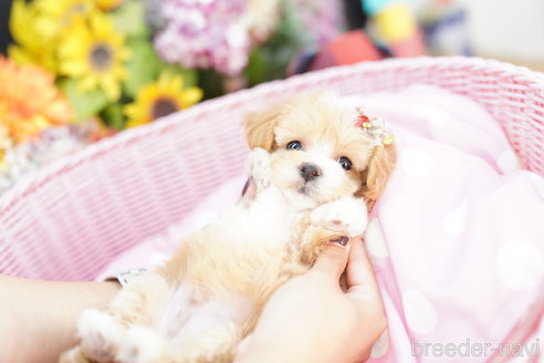 成約済の埼玉県のマルプー:マルチーズ×トイプードル-264950の5枚目